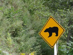 ツキノワグマには要注意（写真はイメージ）
