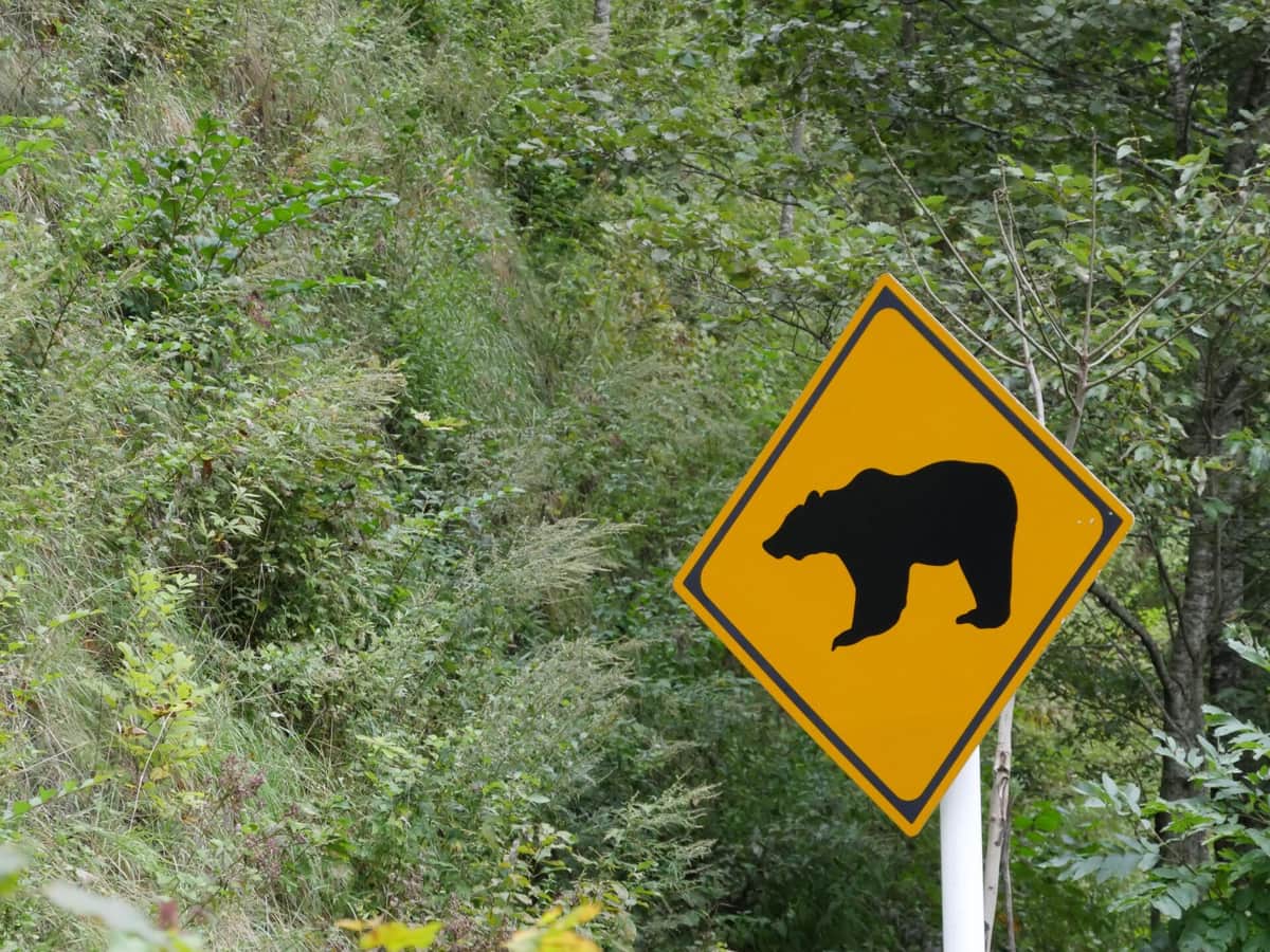ツキノワグマには要注意(写真はイメージ)