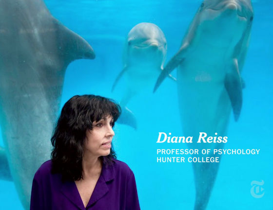 イルカは人間の赤ちゃんよりも早い段階で鏡に映った自分を認識する ミラーテスト に合格する ライブドアニュース