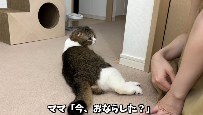 オナラをした猫」にママが『オナラした？』と聞いてみたら…まさか