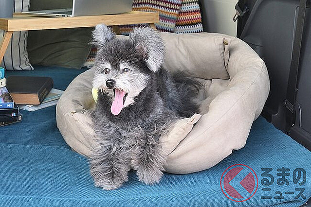 トヨタcmで 可愛すぎる ワンコ と話題 シエンタ犬 の正体が明らかに 結構 オトナ 気になるプロフィールは ライブドアニュース