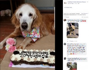 4月に20歳の誕生日を迎えたゴールデン・レトリバー(画像は『GoldHeart Golden Retrievers Rescue 2020年6月20日付Facebook「Its official.」』のスクリーンショット)