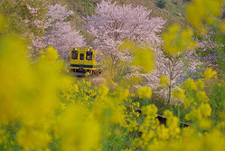 桜 菜の花のコラボ 列車でアクセスしやすい 関東の花名所5選 ライブドアニュース