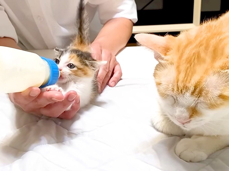 ★新品・未使用★ Emil Helbig工房　ミルクを飲むネコの親子 Emil Helbig工房 ミルクを飲むネコの親子 新作登場，HOT ミルクを飲む