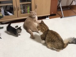 ���󥫤��ϤޤäƤ��ޤä��ĤȻפ����䡪��