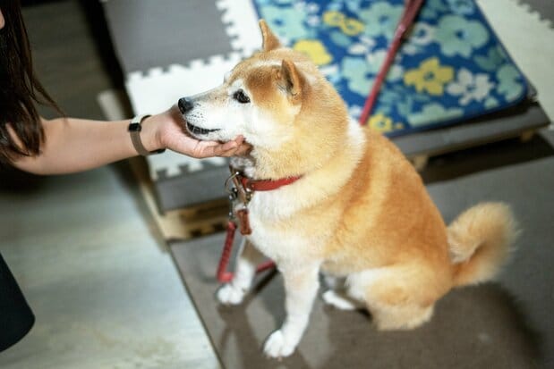 �ʤǤ���ȤʤǤ��븤