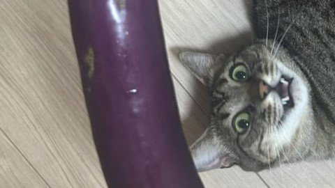 オーナーさんの投稿より