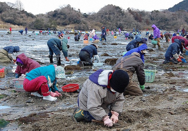 宮城沿岸 まひ性貝毒検出 二枚貝 取ったり食べたりしないで ツイ民 うぇぇ 拾ってきちゃった た 食べなきゃいいのよね 貝殻だけ使わせていただこう