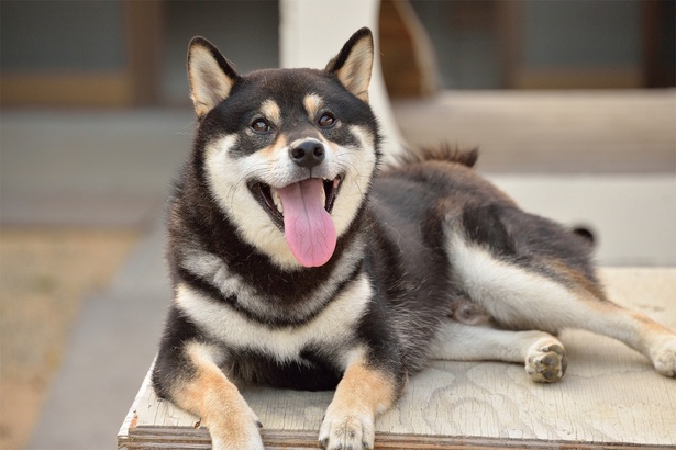見事な跡 霧吹きで犬拓が登場