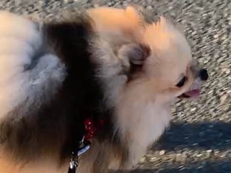 何か似てる ポメラニアンが話題