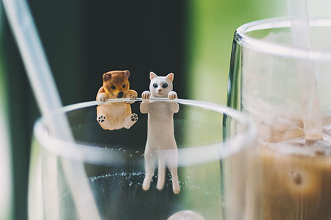 犬系男子or猫系男子 あなたと相性が合うのはどちらのタイプ Peachy ライブドアニュース