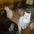 Ϸؤ˻Ƥǭΰʲϡreal fix2018ǯ46աElderly Couple Banned From Keeping Pets For Life After Being Convicted Of Cruelty To Their 73 CatsסSWNS/REALFIXˡ٤Υ꡼󥷥åȡ