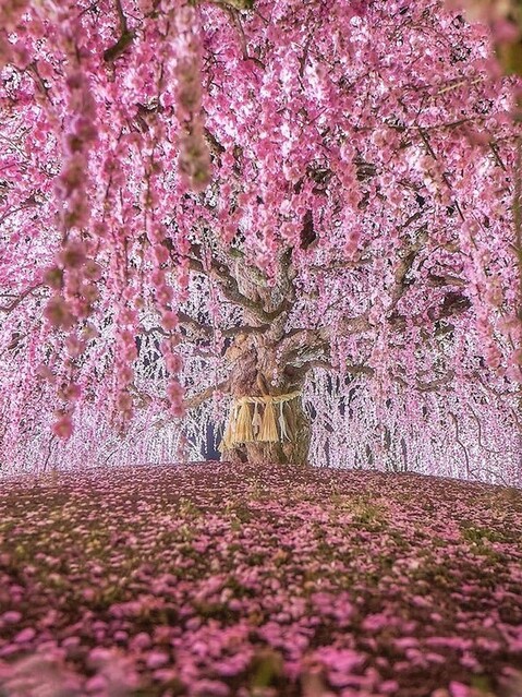 神々しくしだれた梅の木に反響 圧倒的美しさに「吸い込まれそう」