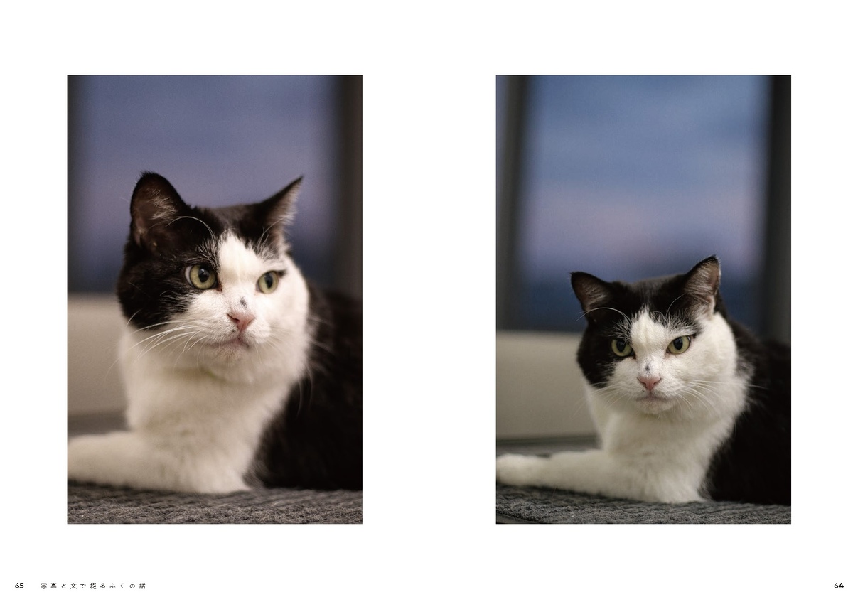 瀕死状態の3本足の猫を保護 運送会社の社員として愛らしい姿に注目