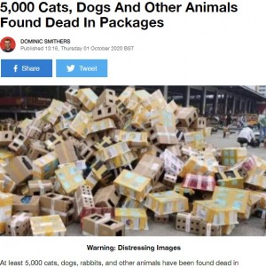 動物を梱包した箱で溢れ、悪臭を放つ物流センター(画像は『LADbible 2020年10月1日付「5,000 Cats, Dogs And Other Animals Found Dead In Packages」』のスクリーンショット)