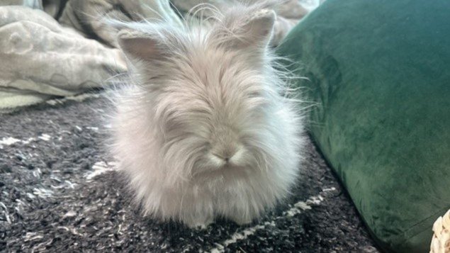 こたつを出した途端に周りを爆走しパヤパヤに 謎の生命体の正体