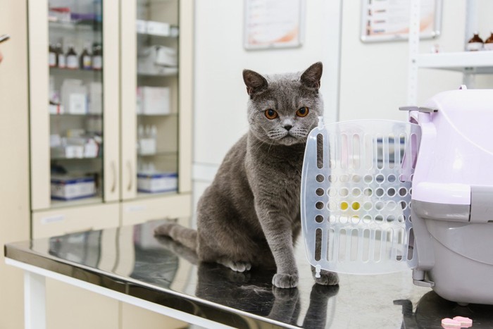 診察台の上に乗る猫