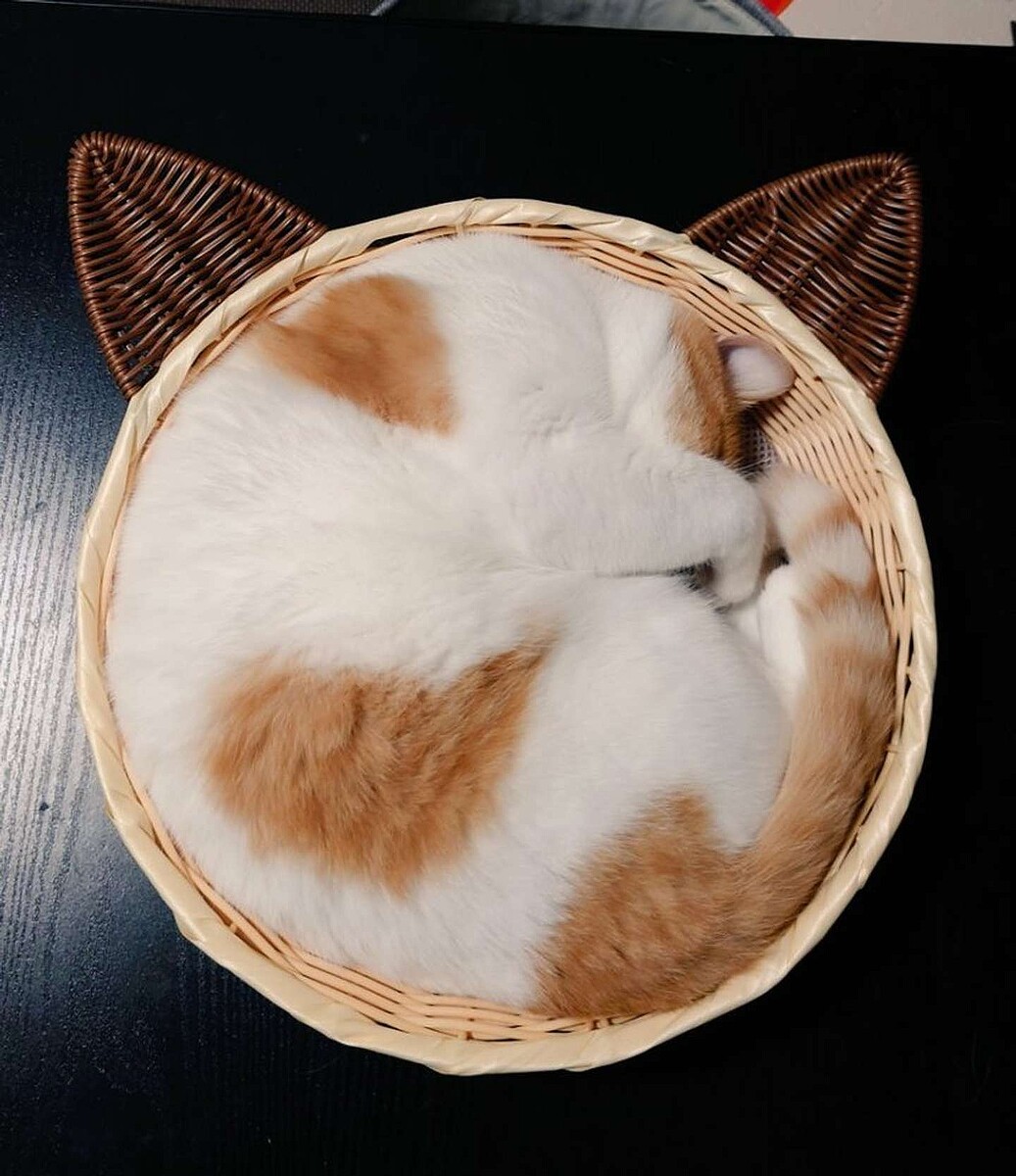 ���뿲���ǭ���ޤ�ǡ֥�ƥ����ȡײİ����Ѥ�SNS��������