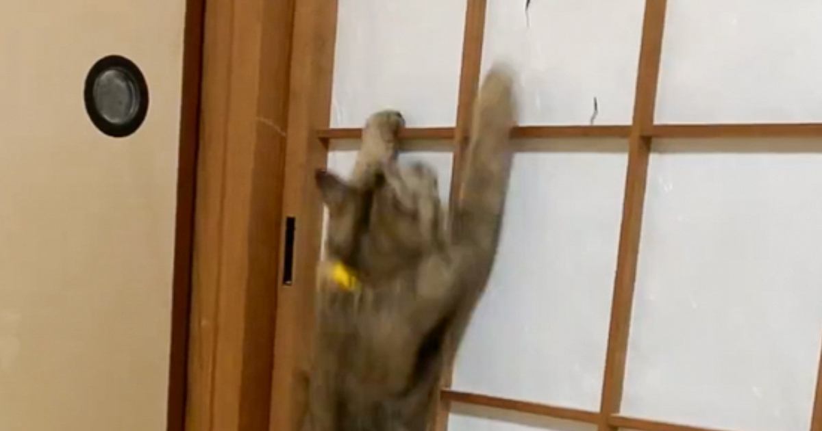 障子をよじ登り自由気な猫が話題 「面白過ぎて見てる方も止められない」