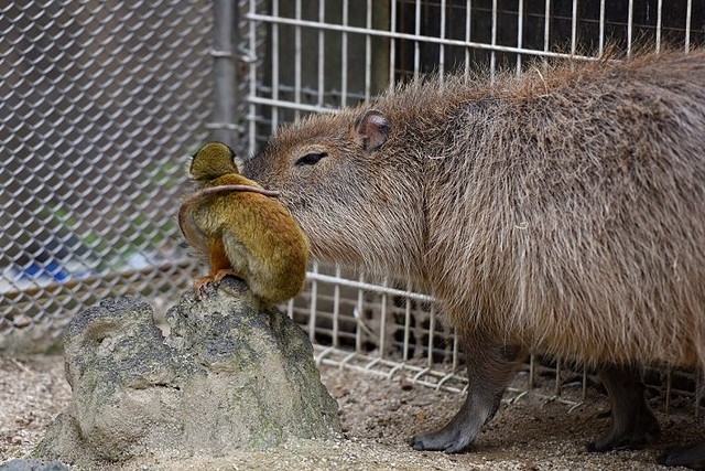 画像 かっこいいだろ カピバラの背でポーズを決めるリスザルが話題に 6 8 ライブドアニュース