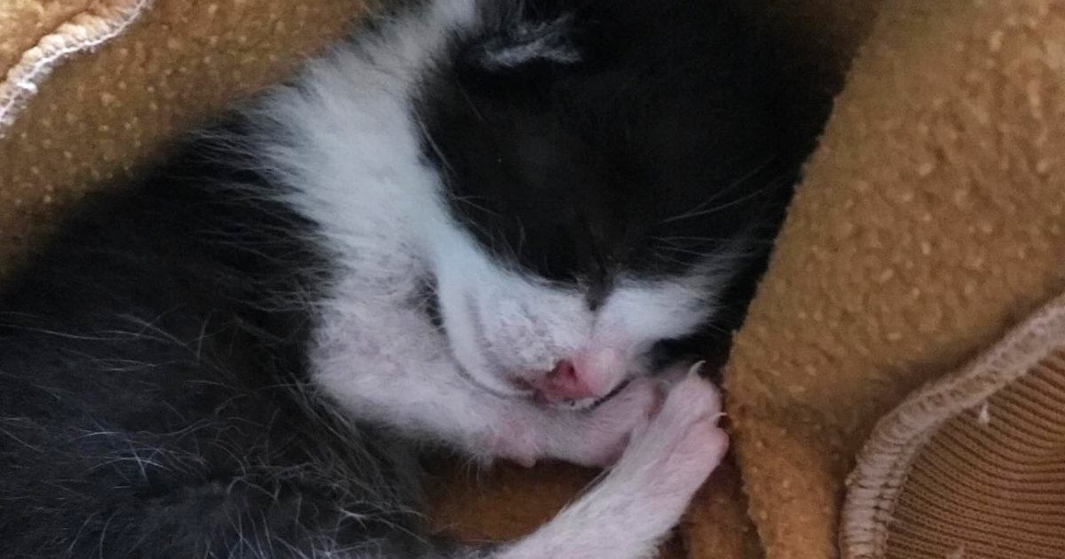 屋根から落ちてきた子猫の8年後 衝撃のビフォーアフターが反響を呼ぶ