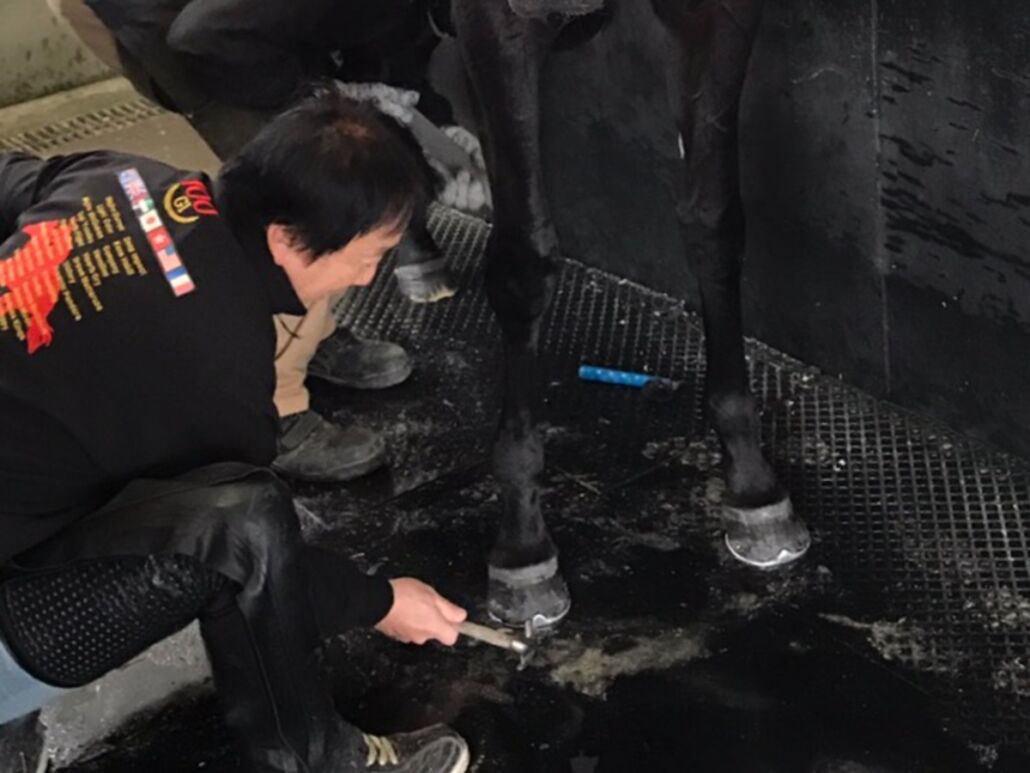 装蹄所に巣を造っていたツバメが巣立ち「天敵の攻撃も辛く切り抜けて」