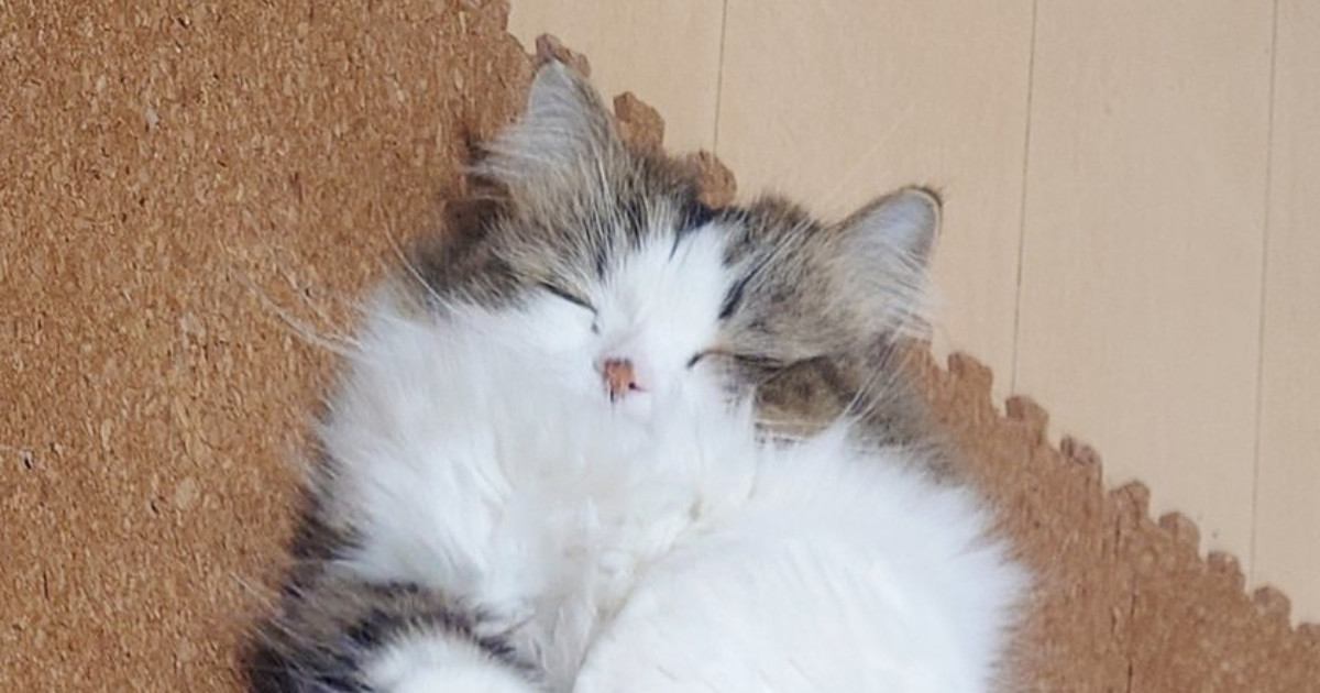 すやすやと眠っていた猫→『後ろ足』を見たら…あまりにも尊い光景に癒される人続出「お行儀いいねｗ」「可愛すぎて泣ける」と話題