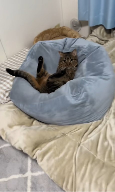 クッションにはまっているマンチカン