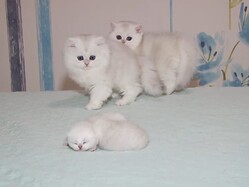 初めて見る赤ちゃん猫にドキドキする先輩子猫たち！