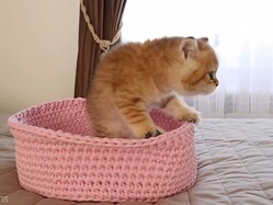 ��ǭ�����Ĥ����ˤ����Τϡġ�