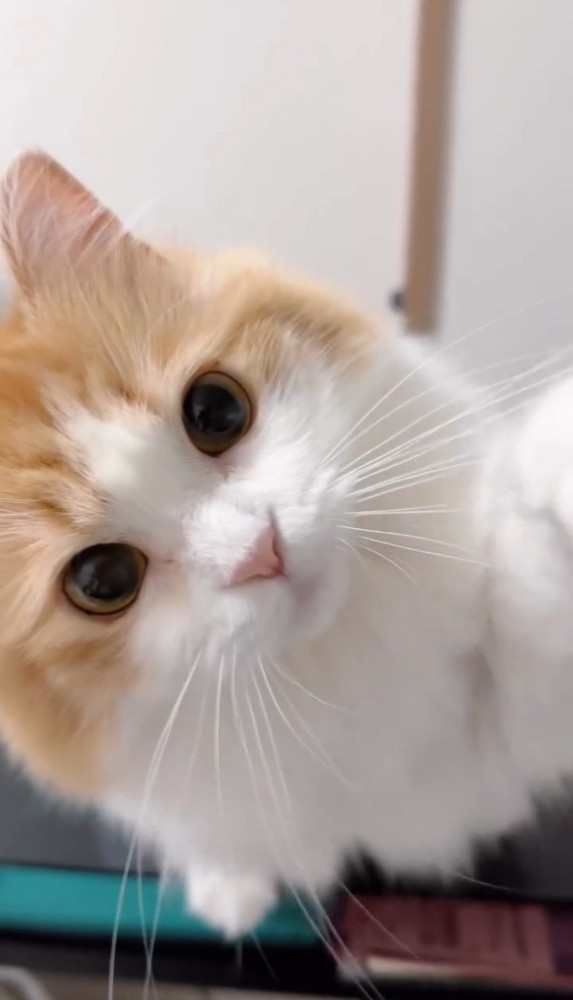 一撃必殺？】美形猫の『猫パンチ』正面から受けてみた結果…逆に″癒や