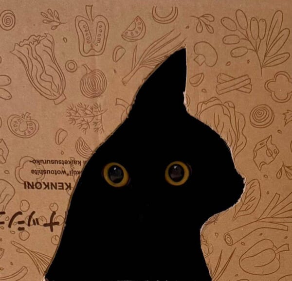 ピカソかな?段ボールから顔を覗かせる黒猫さんが名画すぎる