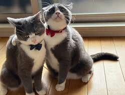ͧ��Υ��겡�������Ȥ�2ɤ��ǭ�������ȿ�Ф�ɽ�𤫤���Ф�����̡�贶