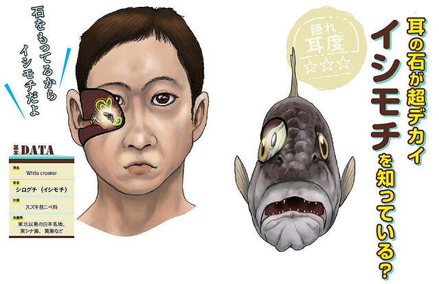 動物のスゴい耳図鑑 第3回 【なぜ石が…】魚の耳に石!? しかも超デカイ