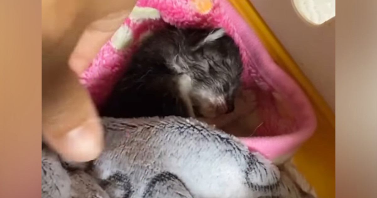 ��ä���ǭ������뤿�����ֺǽ����ʡפ�ȿ�� �����˵ߤ�줿̿