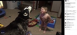 ハスキー犬と一緒に吠える男の子（画像は『Storyful　2020年3月5日付Facebook「Toddler Laughs With Delight as He and Pet Husky Howl Together」』のスクリーンショット）