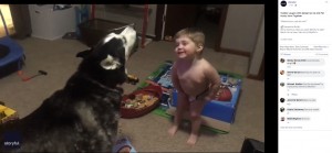 ハスキー犬と一緒に吠える男の子(画像は『Storyful 2020年3月5日付Facebook「Toddler Laughs With Delight as He and Pet Husky Howl Together」』のスクリーンショット)