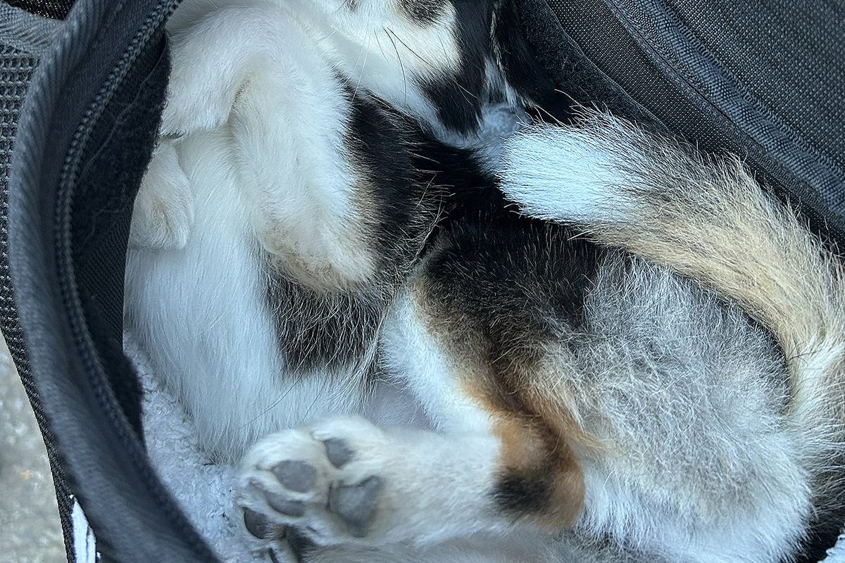 お出かけ用バッグ型...飼い主も悶絶 反則級の可愛さが話題に