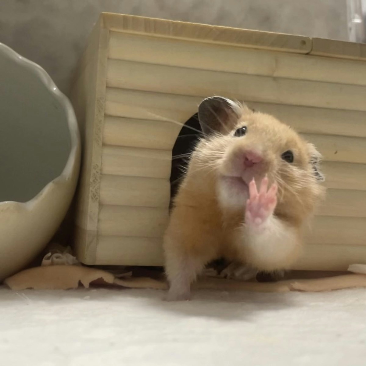 どんな顔してる？“アイドル級ファンサ”を見せるハムスターの奇跡の一枚