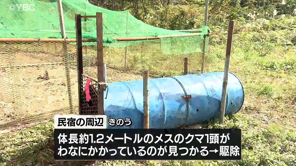 地鶏を襲ったクマか　駆除されたクマの胃から地鶏の羽根が見つかる　山形・小国町　　 - ライブドアニュース
