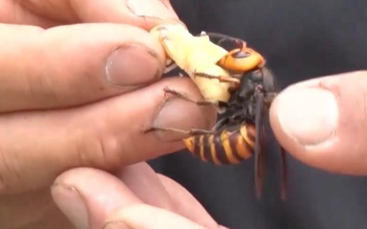 
             ＜オオスズメバチ＞を素手で捕獲！危険度MAX、命がけで狙う究極の食材：所さんのそこんトコロ 
          