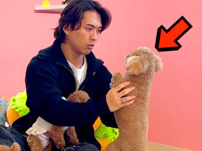 ݸե˼²ȤθȵդΤ?ץɥå褬