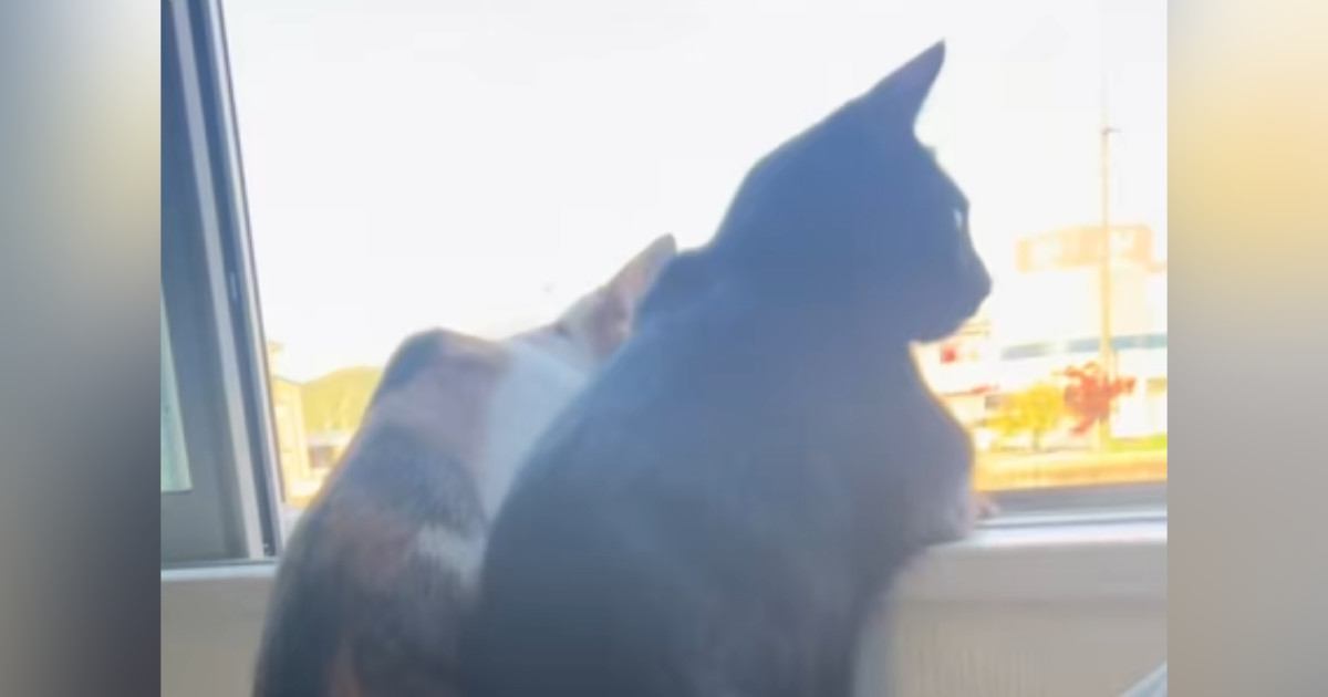 窓の下に置かれた空気清浄機が足場に 2匹の猫が並んで周囲を凝視