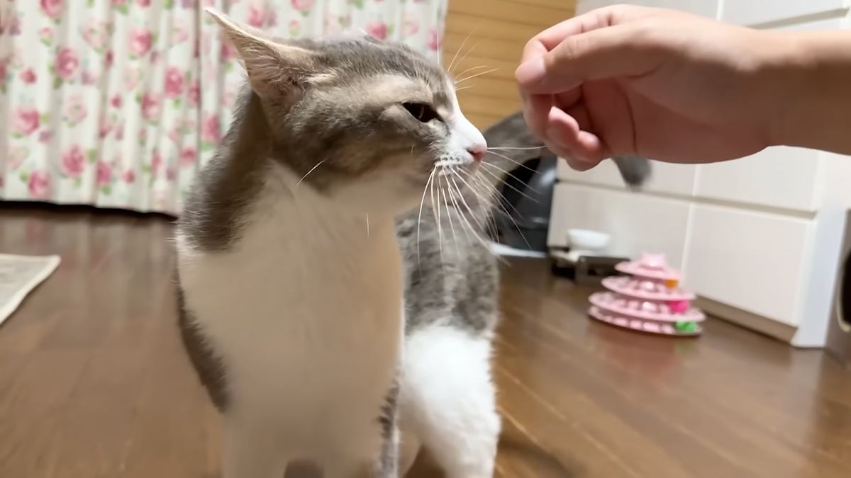 Ⱦǯ֤˼²ȤǭȺƲ ֥ܤۤȤ˲İ