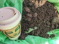 20210405starbucks_coffee_grounds