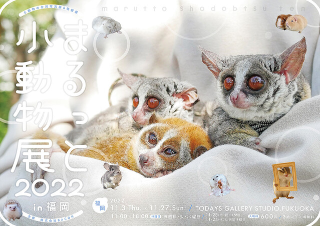 会場限定グッズや福岡限定クリエイターが登場 Todays Gallery Studio Fukuoka 小動物の合同写真展 物販展 まるっと小動物展 22 In 福岡 ライブドアニュース
