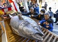 商売繁盛にマグロ奉納、西宮神社　「え...