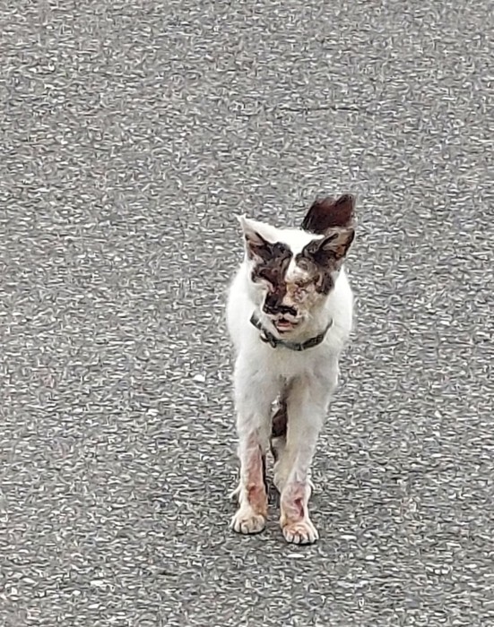 ボロボロねこ sddefault.jpg