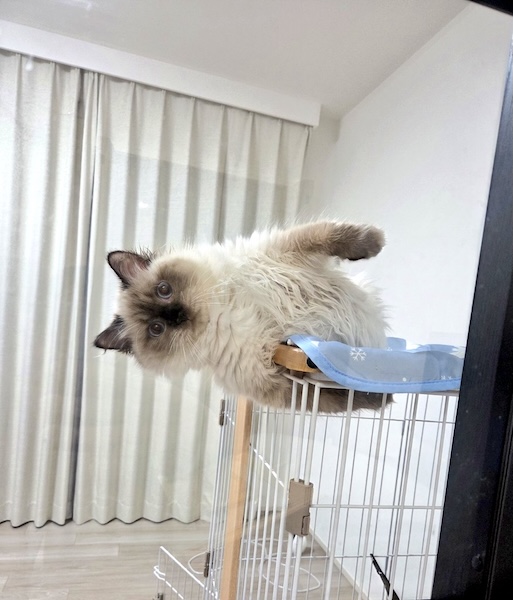 �ɤ����Ƥ����ʤä������������������ˤϤ߽Ф�ǭ�ο��Ѥˡֽ���̵�롪��