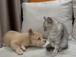 孤独な子犬が優しい子猫と“家族”になる……！